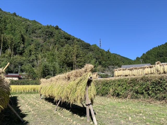 干されている稲の束